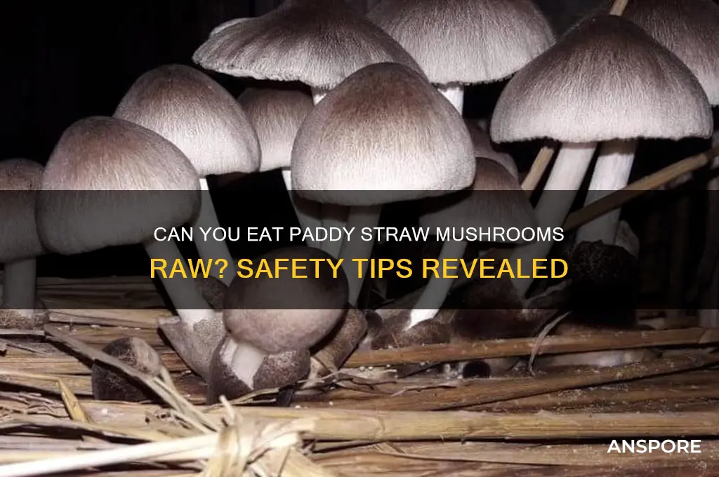 can you eat paddy straw mushrooms raw