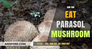 Can You Eat Parasol Mushrooms? A Safe Foraging Guide