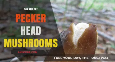 Can You Eat Pecker Head Mushrooms? A Safe Foraging Guide