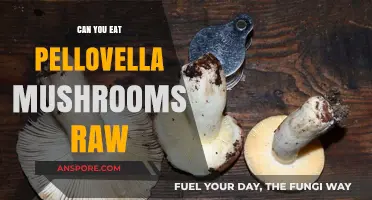 Can You Eat Pellovella Mushrooms Raw? Safety and Tips