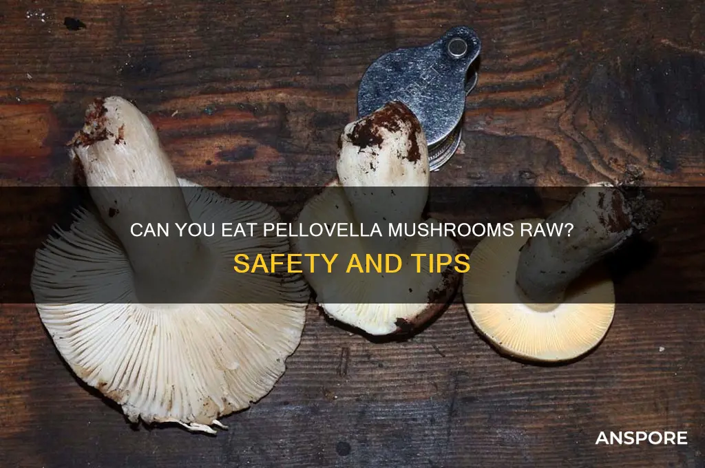 can you eat pellovella mushrooms raw