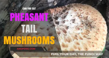 Can You Eat Pheasant Tail Mushrooms? A Safe Foraging Guide