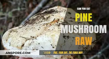 Can You Eat Pine Mushrooms Raw? Safety Tips and Risks