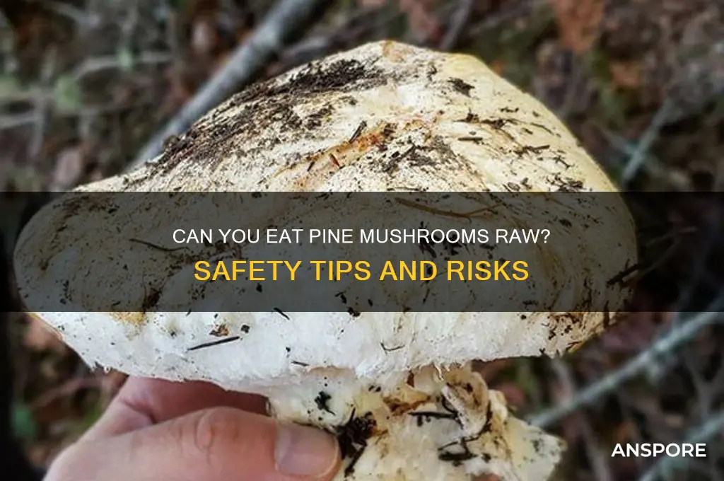 can you eat pine mushrooms raw