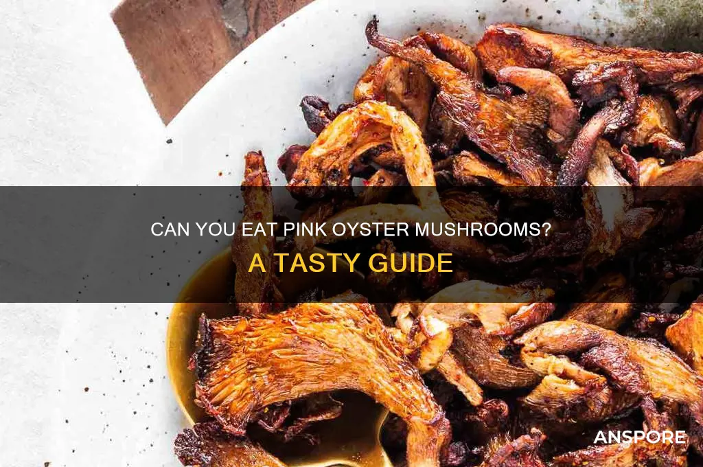 can you eat pink oyster mushrooms