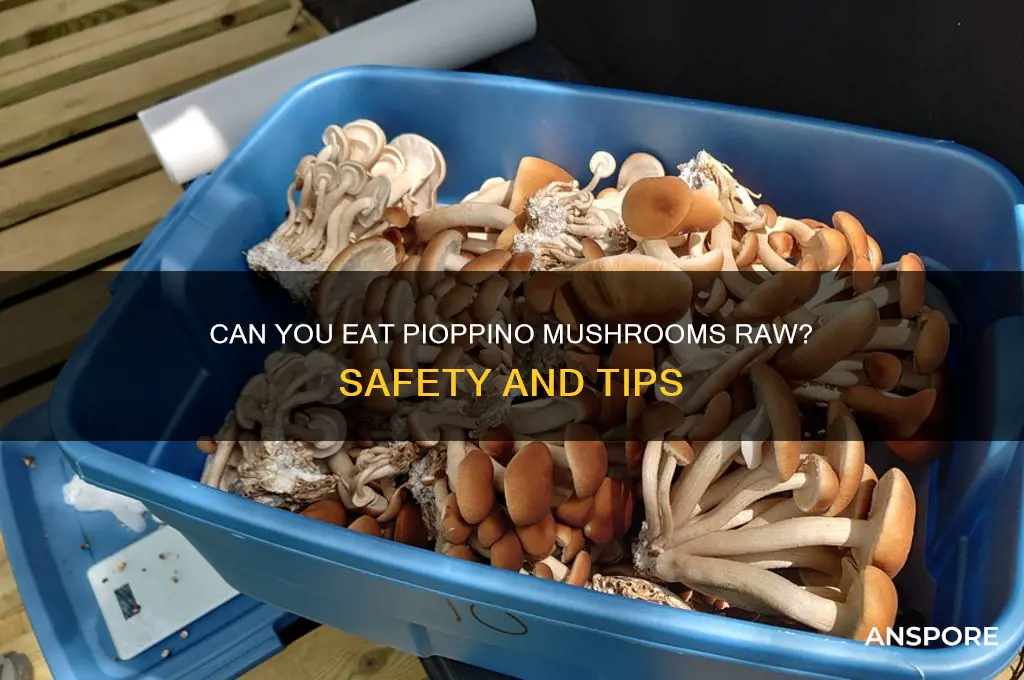 can you eat pioppino mushrooms raw