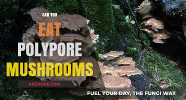 Can You Eat Polypore Mushrooms? A Safe Foraging Guide
