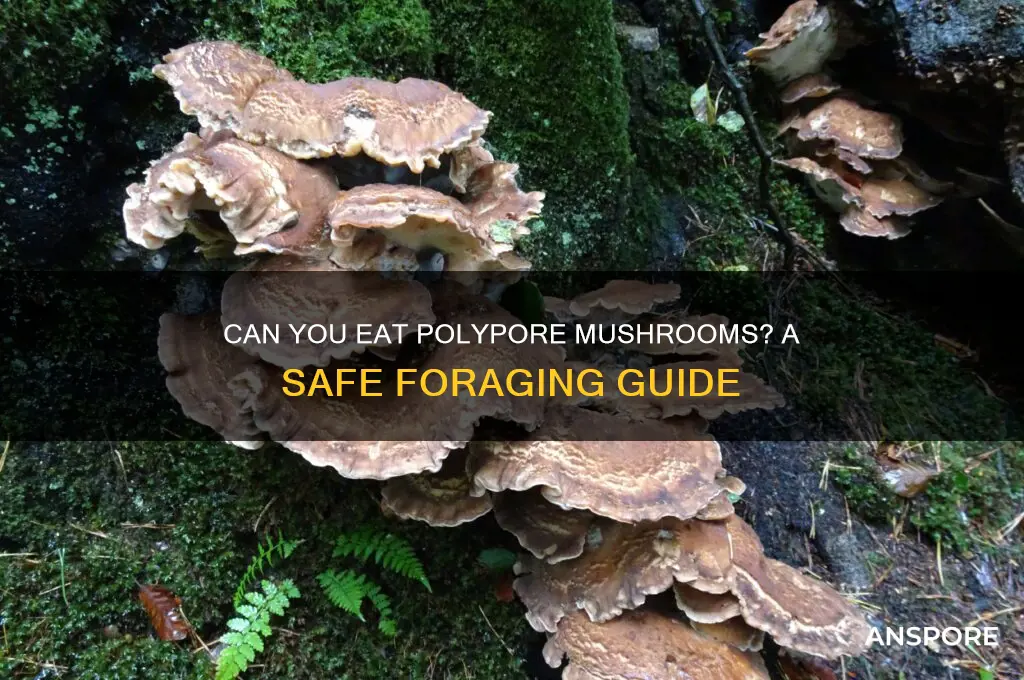 can you eat polypore mushrooms