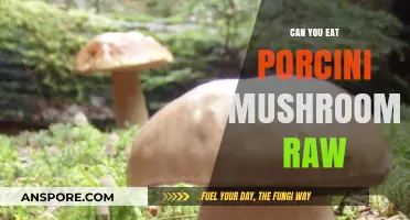 Can You Eat Porcini Mushrooms Raw? Safety and Tips Explained