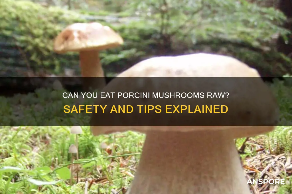 can you eat porcini mushrooms raw