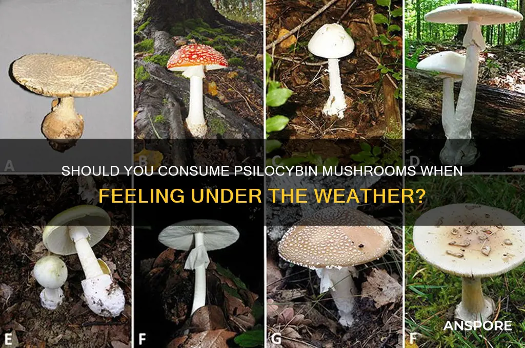 can you eat psilocybin mushrooms while sick