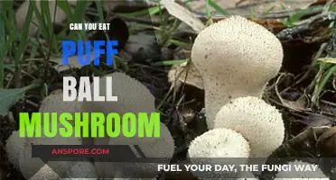 Can You Eat Puffball Mushrooms? A Safe Foraging Guide