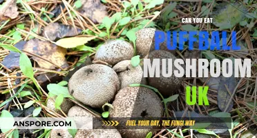 Can You Eat Puffball Mushrooms in the UK? A Guide