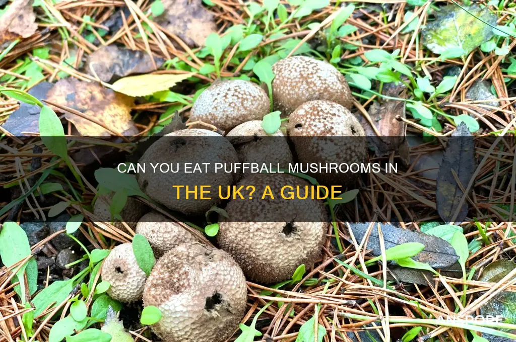 can you eat puffball mushrooms uk