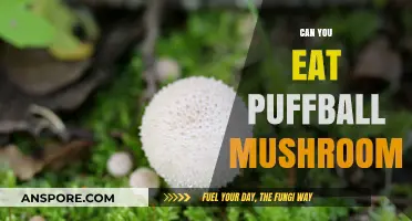 Can You Eat Puffball Mushrooms? A Safe Foraging Guide
