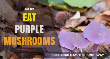 Are Purple Mushrooms Edible? A Guide to Safe Foraging