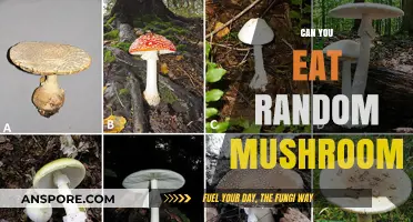 Can You Eat Random Mushrooms? Risks, Safety, and Identification Tips