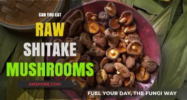 Can You Eat Raw Shiitake Mushrooms? Safety and Benefits Explained