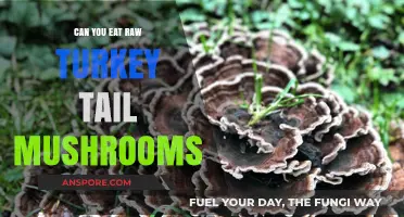 Can You Eat Raw Turkey Tail Mushrooms? Benefits and Risks Explained