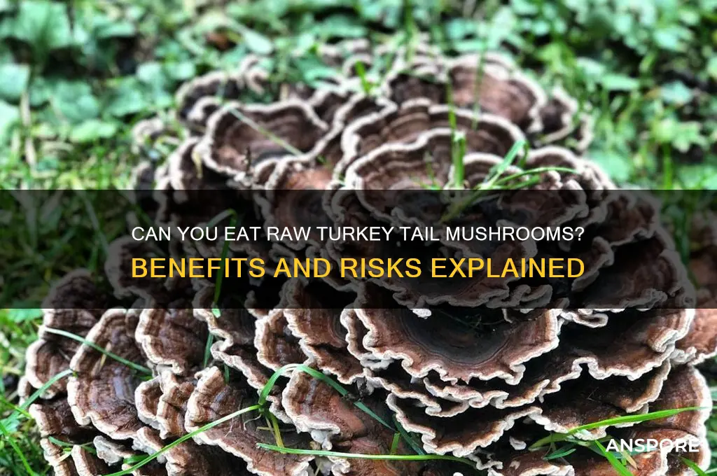 can you eat raw turkey tail mushrooms