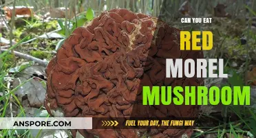 Can You Eat Red Morel Mushrooms? A Safe Foraging Guide