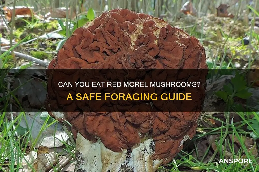 can you eat red morel mushrooms