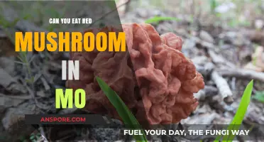 Can You Eat Red Mushrooms in Mo? A Tasty Guide