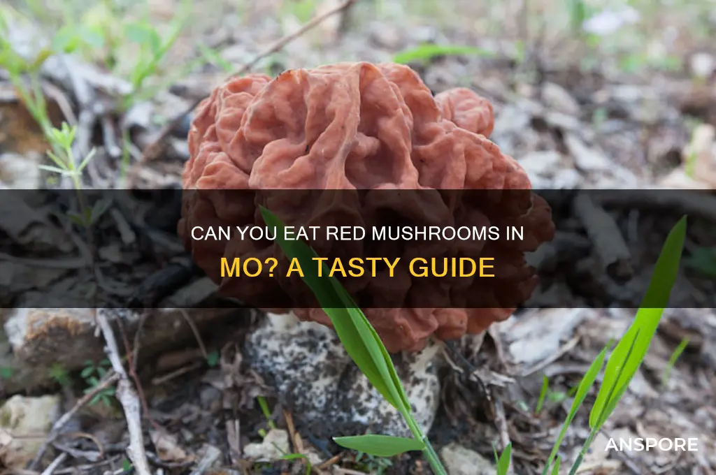 can you eat red mushroom in mo