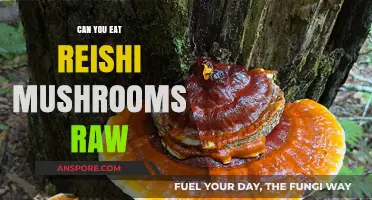 Can You Eat Reishi Mushrooms Raw? Benefits and Risks Explained