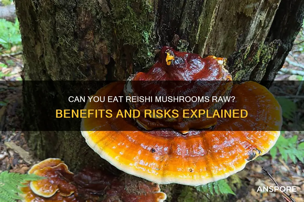 can you eat reishi mushrooms raw