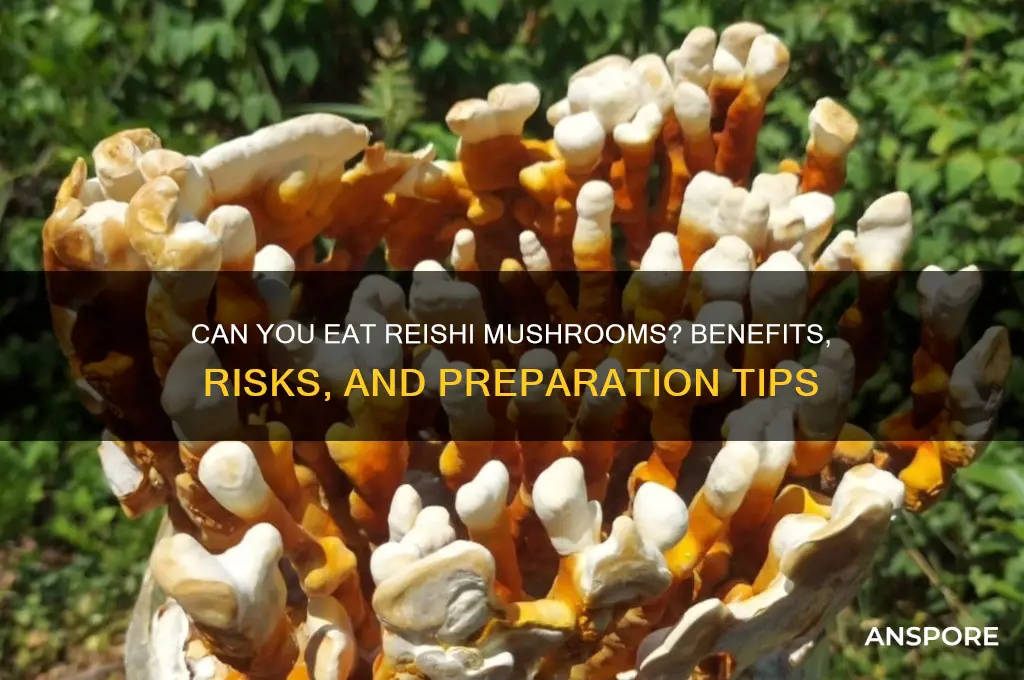 can you eat reishi mushrooms