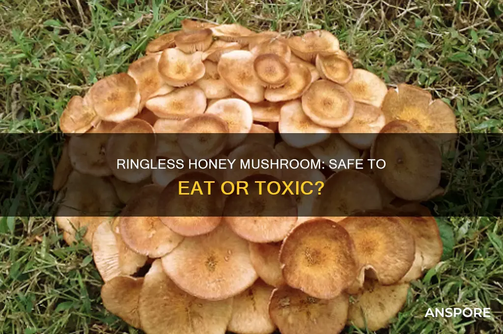 can you eat ringless honey mushroom