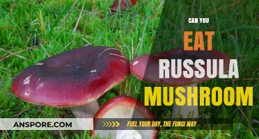 Can You Eat Russula Mushrooms? A Guide to Edibility and Safety