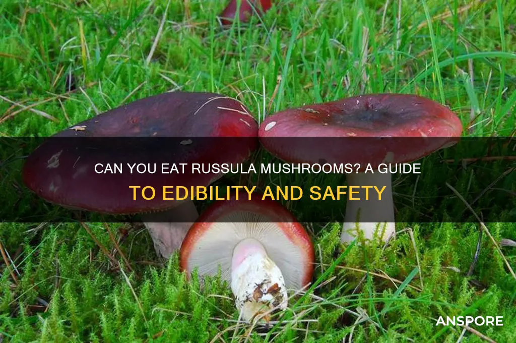 can you eat russula mushrooms