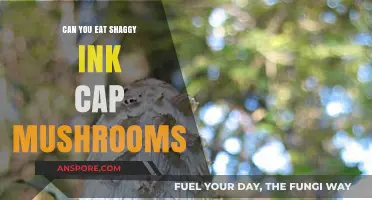Can You Eat Shaggy Ink Cap Mushrooms? A Safe Foraging Guide