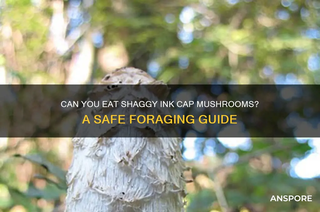 can you eat shaggy ink cap mushrooms