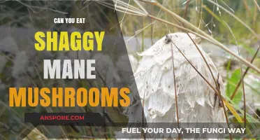 Can You Eat Shaggy Mane Mushrooms? A Tasty Guide