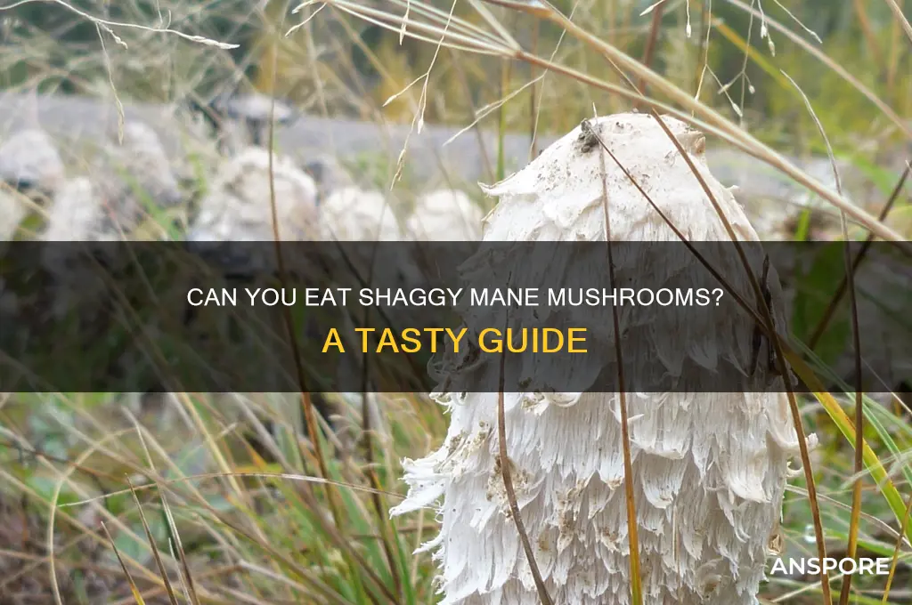 can you eat shaggy mane mushrooms