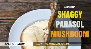 Can You Eat Shaggy Parasol Mushrooms? A Safe Foraging Guide