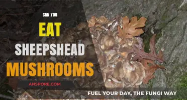 Can You Eat Sheepshead Mushrooms? A Safe Foraging Guide