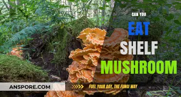 Can You Safely Eat Shelf Mushrooms? Risks and Benefits Explained