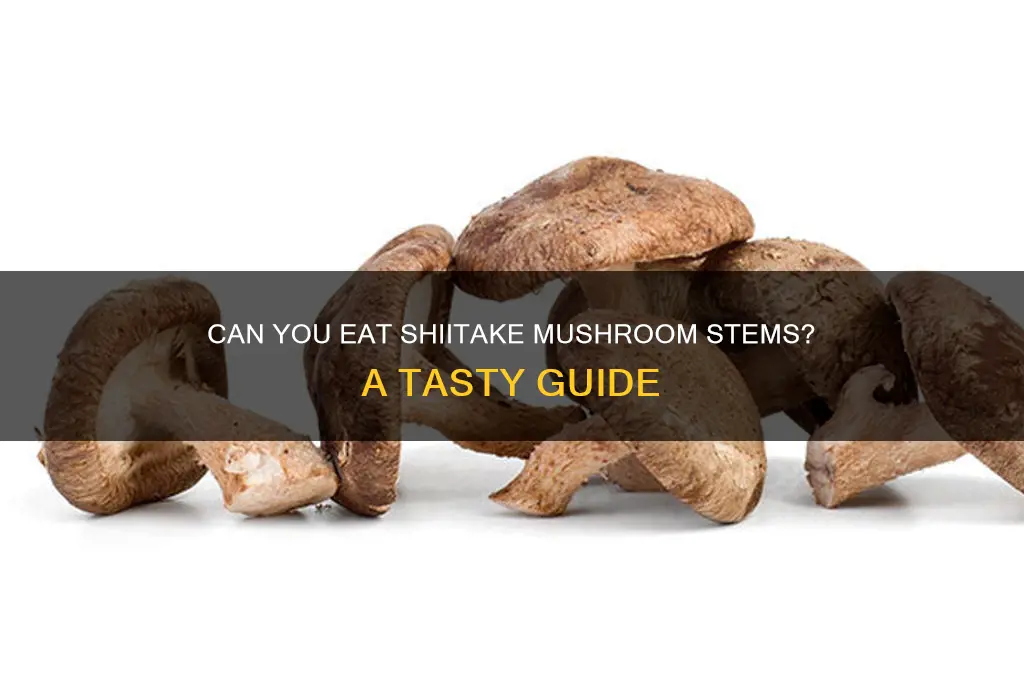 can you eat shiitake mushroom stem