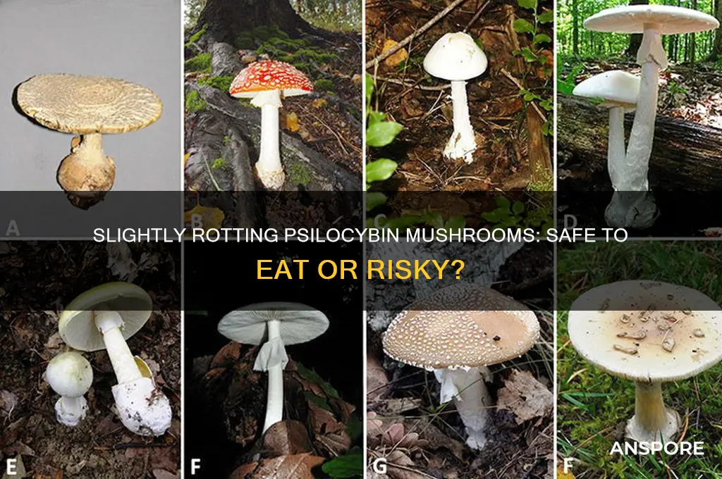 can you eat slightly rotting psilocybin mushrooms