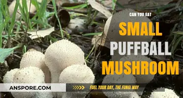 Can You Eat Small Puffball Mushrooms? A Safe Foraging Guide