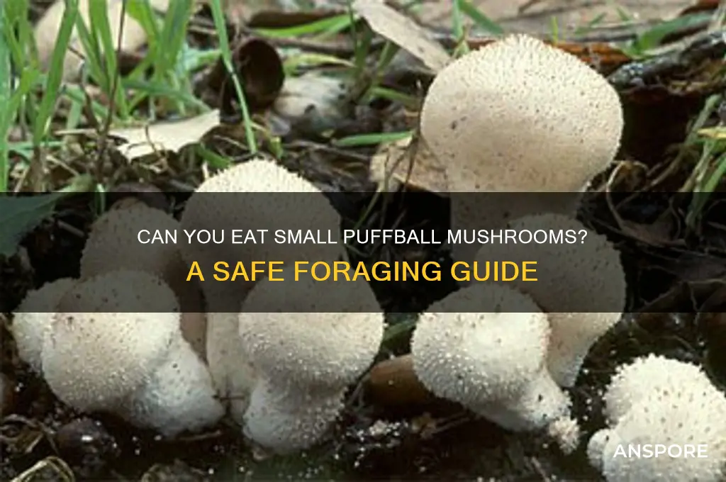 can you eat small puffball mushrooms