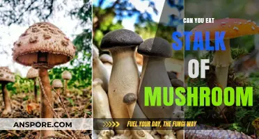 Can You Eat Mushroom Stems? A Guide to Edible Parts