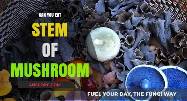 Can You Eat Mushroom Stems? A Complete Guide to Edibility