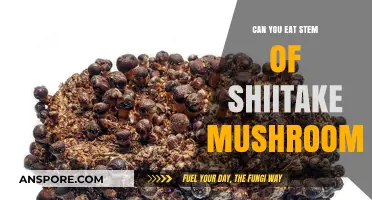 Can You Eat Shiitake Mushroom Stems? A Tasty Guide