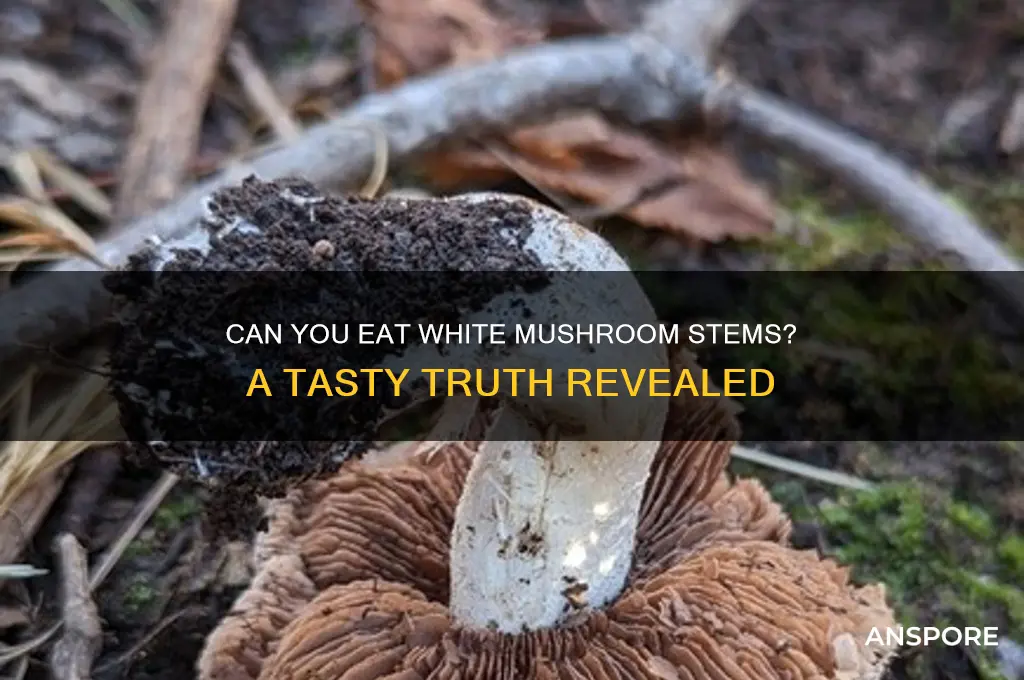 can you eat stems of white mushrooms