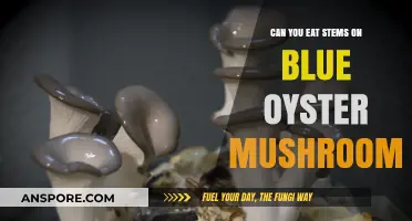 Can You Eat Blue Oyster Mushroom Stems? A Tasty Guide